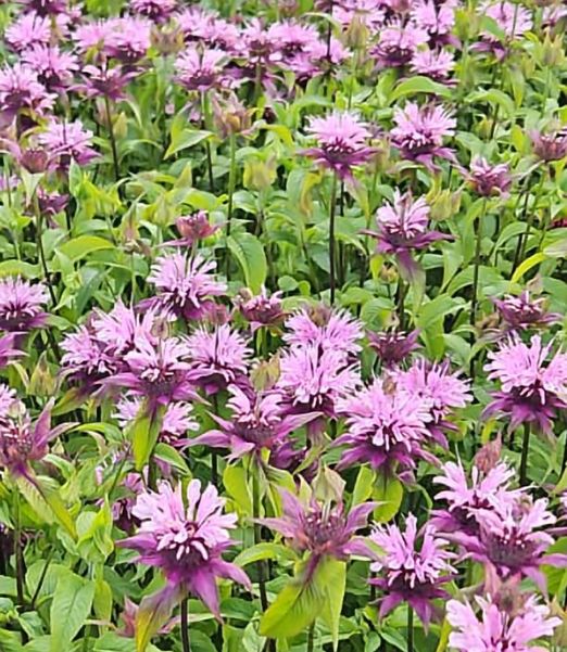 Monarda 'Beauty of Cobham'